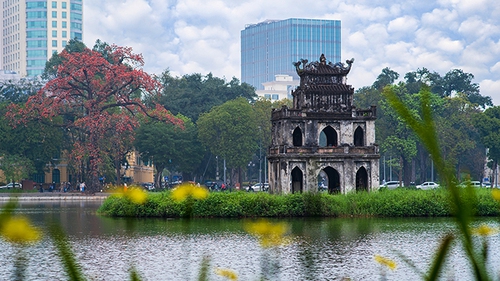 Hồ Gươm mùa họa gạo nở