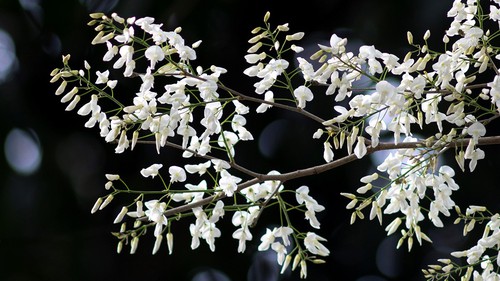 Vẻ đẹp của sắc trắng hoa sưa giữa lòng Hà Nội