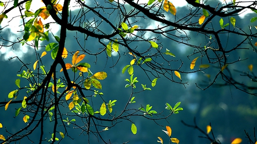 'Dệt gấm thêu hoa' trên phố phường Hà Nội