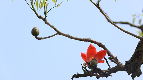 Hoa gạo Hà Nội ngày nắng