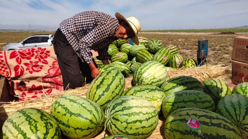 Dưa hấu mọc từ kẽ đá được ví như 'mỏ bạc' nhưng tuyệt nhiên không ai dám nhân rộng: Vì sao?