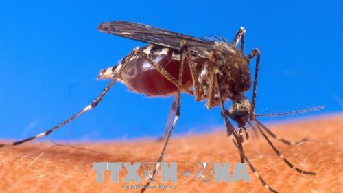 Nga cảnh báo khả năng tăng số ca nhiễm virus Tây sông Nile do thời tiết ấm hơn