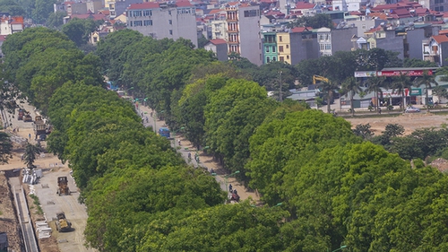 Đường Phạm Văn Đồng: Hà Nội chặt cây cong, di chuyển cây thẳng