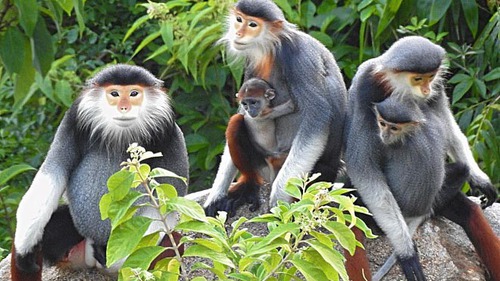 Bảo vệ 'báu vật Sơn Trà' làm 'nóng' đường sách Thành phố Hồ Chí Minh