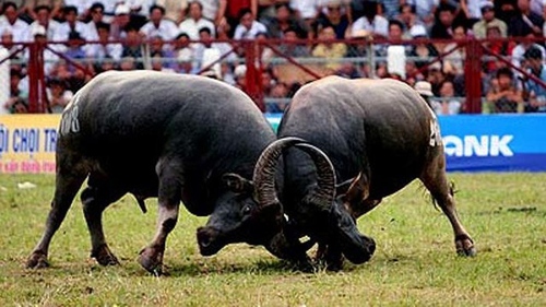 Nguồn gốc và nơi phát tích lễ hội chọi trâu Đồ Sơn?