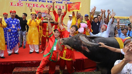 Chọi trâu Đồ Sơn 2018: Trâu số 12 vô địch, thịt trâu chọi được hét giá 2,5 triệu/kg