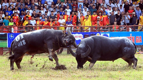 Chọi trâu Đồ Sơn năm 2018: Những cú hổ lao, móc hàm, cáng sừng khủng khiếp trong sới chọi