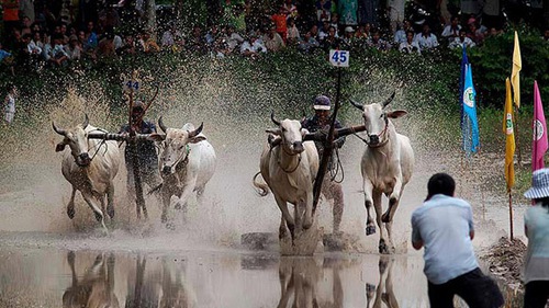 Xem hội đua bò Bảy Núi, Tịnh Biên, An Giang