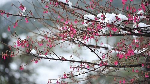 Miền Bắc bắt đầu đợt rét đậm, rét hại cường độ mạnh