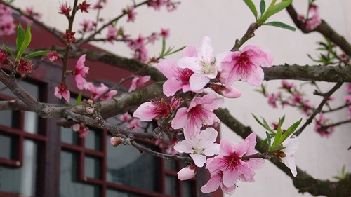 Thời tiết hôm nay miền Bắc có nơi rét đậm, miền Nam vẫn lạnh