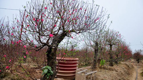 Góc nhìn 365: 'To, độc, lạ' có làm nên đẳng cấp?