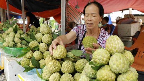 Mùa thu hoạch thăm thủ phủ na Chi Lăng, Lạng Sơn