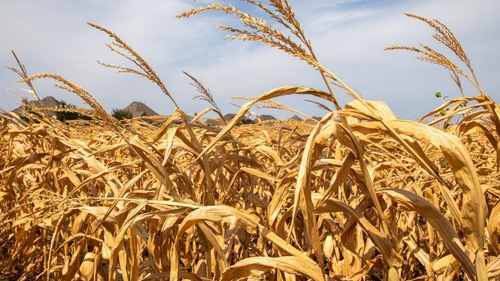 Mỹ phát hiện dấu vết khủng long hơn 100 triệu năm tuổi nhờ hạn hán