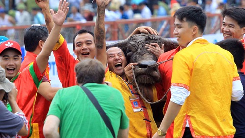 Lễ hội chọi trâu truyền thống Đồ Sơn diễn ra từ ngày 27/8 đến 11/9