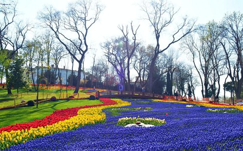 Lễ hội hoa Tulip rực rỡ tại Istanbul 2022