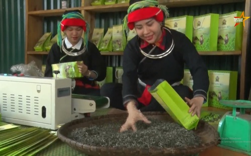 Cô gái Dao xây dựng thương hiệu chè Shan Tuyết dưới dải Tây Côn Lĩnh