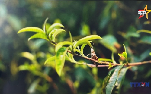 Giữ gìn hương vị chè Suối Giàng 