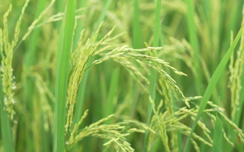 Nhóm nghiên cứu trẻ với vi sinh thân thiện ruộng đồng...