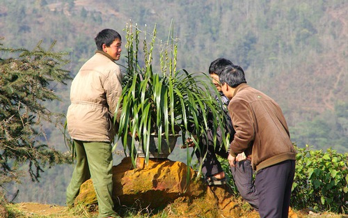 Tuyết, sương muối hại lan, đào Sapa
