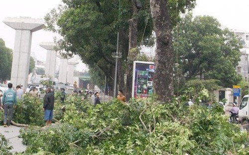 Chuyện Hà Nội: Chia tay những hàng cây