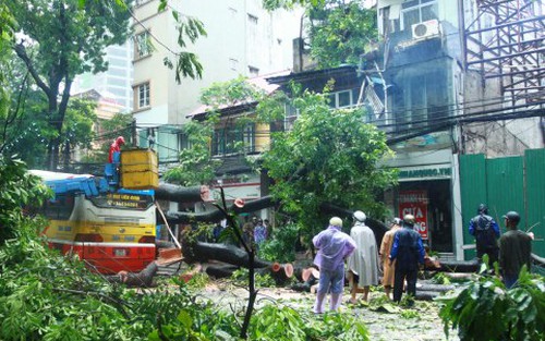 Thay thế 6.700 cây xanh tại Hà Nội: Đúng về mặt pháp lý, nhưng...