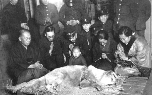 Chú chó huyền thoại Hachiko: Ăn đòn rồi được phong thánh