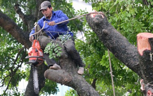 Thay thế 6.700 cây xanh tại Hà Nội: Cẩn thận kẻo... chọn sai!