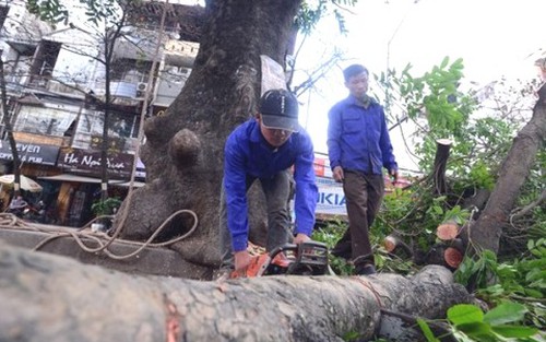 Tiếp bài về thay thế 6.700 cây xanh tại Hà Nội: Hà Nội hợp với... cây gì?