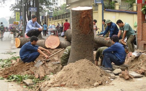 Hà Nội đình chỉ nhiều cán bộ liên quan vụ 'cải tạo thay thế cây xanh'