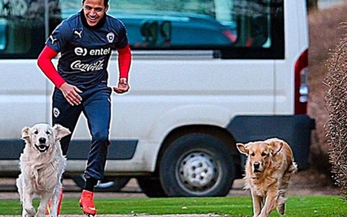Alexis Sanchez cho chó đi dạo ở... sân tập của Arsenal