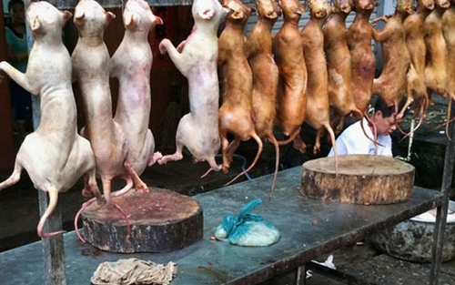 1 triệu chữ ký bảo vệ chó: thực hư về chuyện 'trục lợi'