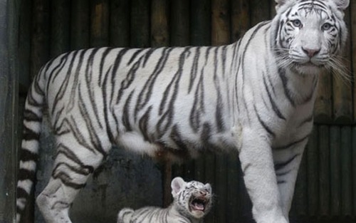 Lần đầu nhân giống được hổ Bengal trắng: Chú hổ con bị mẹ 'bỏ rơi' phát triển tốt