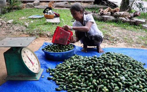 Thương lái ồ ạt thu mua trái cau non tại Tiền Giang