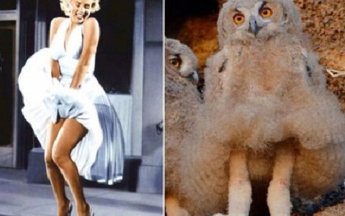 'Cô cú' nổi như cồn vì giống... Marilyn Monroe 'tốc váy'