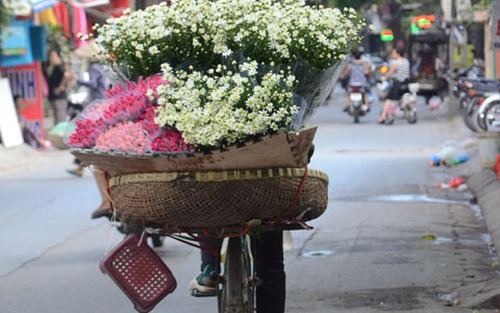 Hà Nội: Dịu dàng mùa cúc họa mi xuống phố