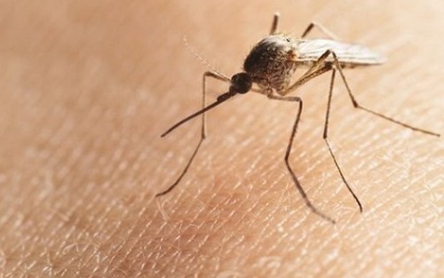 Bộ Y tế khuyến cáo về bệnh do vi rút ZIKA lây truyền qua muỗi Aedes