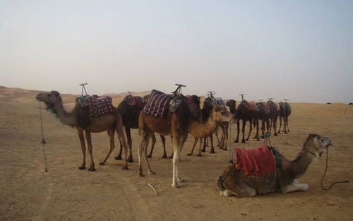 Chùm ảnh du lịch: Cưỡi lạc đà trên sa mạc Sahara