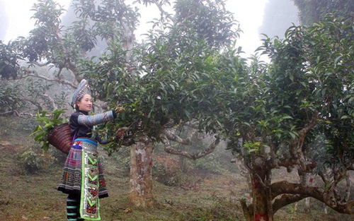 400 cây chè Shan cổ thụ Suối Giàng trở thành Cây di sản Việt Nam