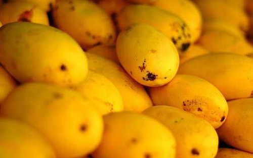 Sự thật tin đồn xoài hạt ni lông xuất xứ Trung Quốc