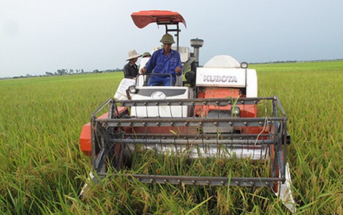 Học sinh được nghỉ học để giúp gia đình gặt lúa, chạy bão số 7