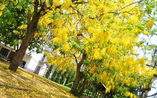Chiang Mai mùa hoa