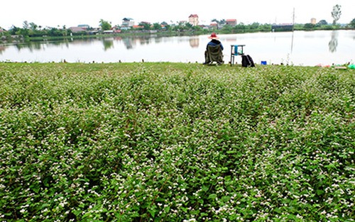 Sửng sốt: Người đàn ông trồng vườn hoa TAM GIÁC MẠCH giữa Hà Nội