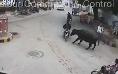 HY HỮU: Trâu lao ra giữa phố húc người bất tỉnh