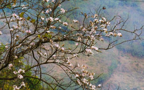Chạnh lòng vì 'bụt chùa nhà không thiêng'