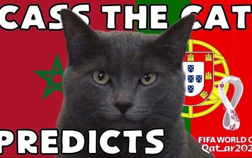 3 'thú tiên tri' dự đoán kết quả các trận tứ kết World Cup thế nào?