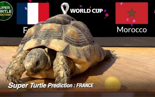 3 'thú tiên tri' dự đoán kết quả các trận bán kết World Cup thế nào?
