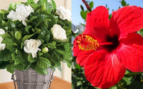 8 loài hoa tuy đẹp nhưng tuyệt đối không nên chưng trên bàn thờ ngày Tết