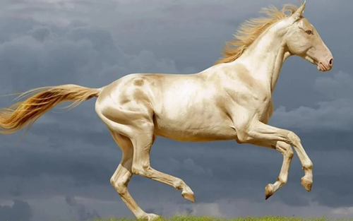 Akhal-Teke: Giống ngựa đẹp mã nhất trên hành tinh