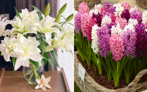 Năm mới đừng mua 5 loại cây này về chưng, kẻo thu hút vận xui, khiến gia đạo bất hòa 