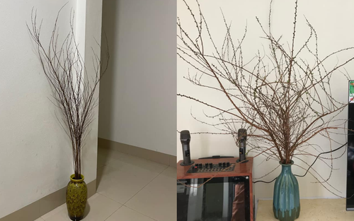Hết Tết rồi mà tuyết mai… chưa nở